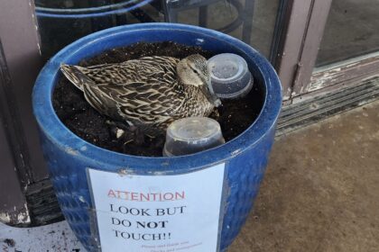 Mother duck at Primo's