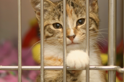 Photo of a shelter cat