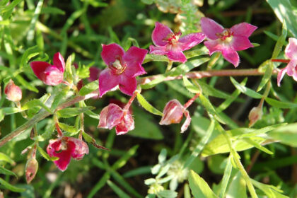 Photo of forest plant - Krameria